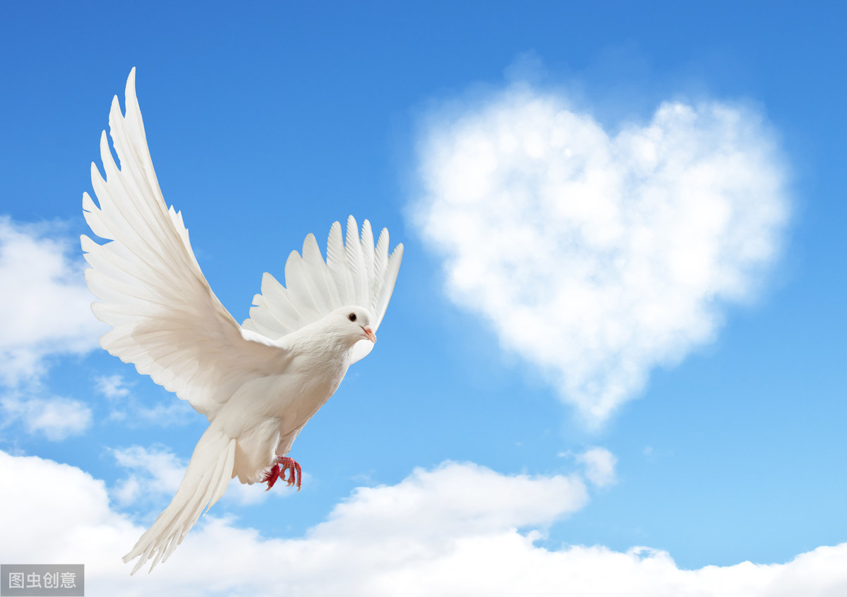 鸽子具有哪些个性和象征意义,鸽子在中西方的不同象征