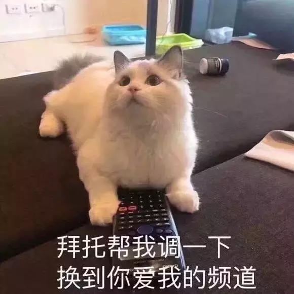 福懋动物医院:猫咪皮肤病不难治,看了这篇你就懂了