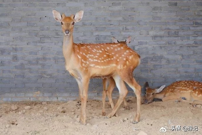 90后姑娘从城市回四川农村,90后姑娘从城市回到四川农村