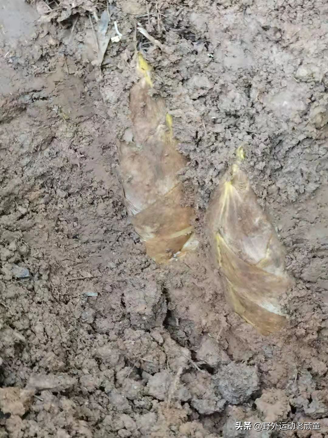 野生小竹笋笋干制作全过程,新鲜毛笋怎么做毛笋干