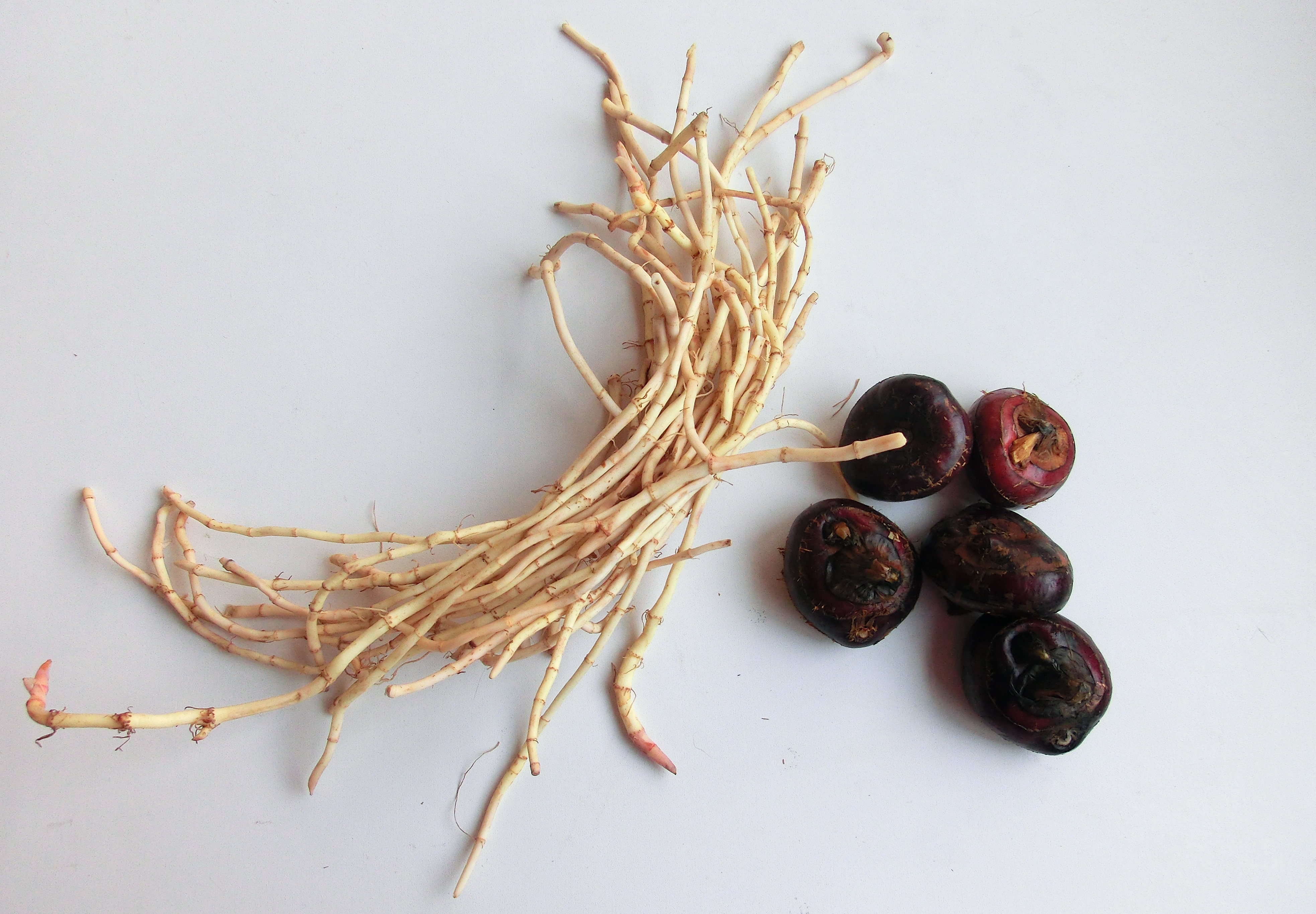 “阳了”咳嗽别怕，4个食疗小妙方，润肺止咳比药强，医生都在喝