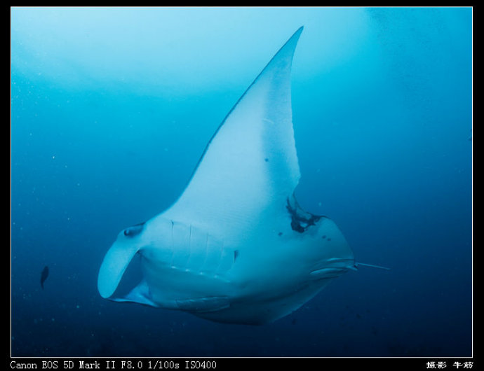 巨鲸轰炸机,鳐鱼战斗机
