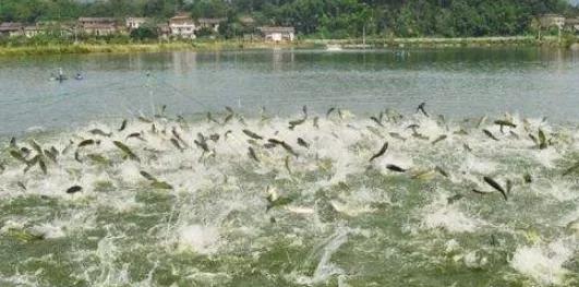 鱼体寄生虫,鱼体寄生虫会自行脱落吗