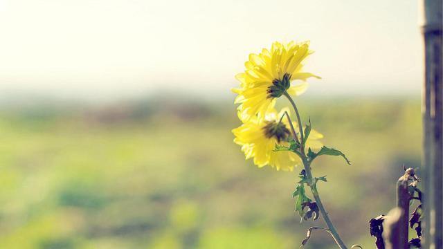 注定会互相伤害的星座情侣配对,不一定结婚只想轻松谈恋爱的星座