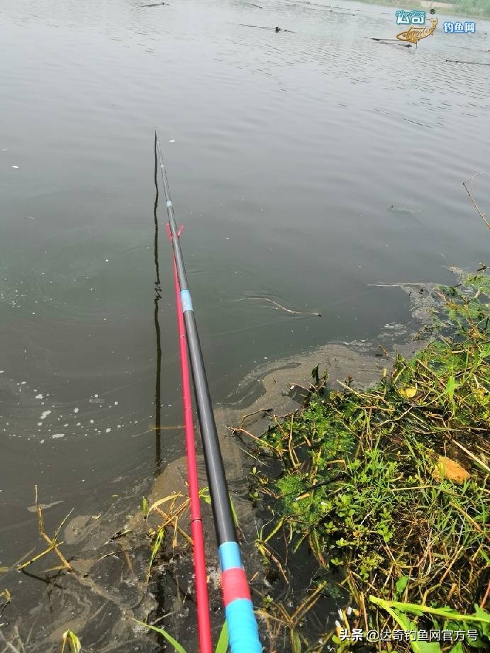 用玉米钓野生鲤鱼,手竿钓鲢鱼没有口