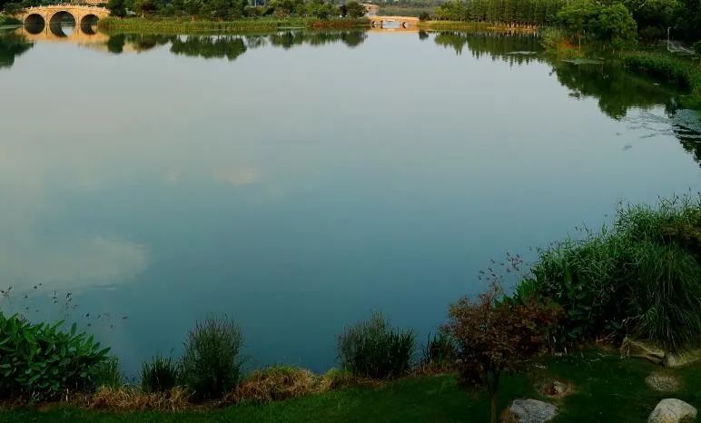 崇明岛西沙湿地公园视频,崇明西沙湿地公园芦苇荡