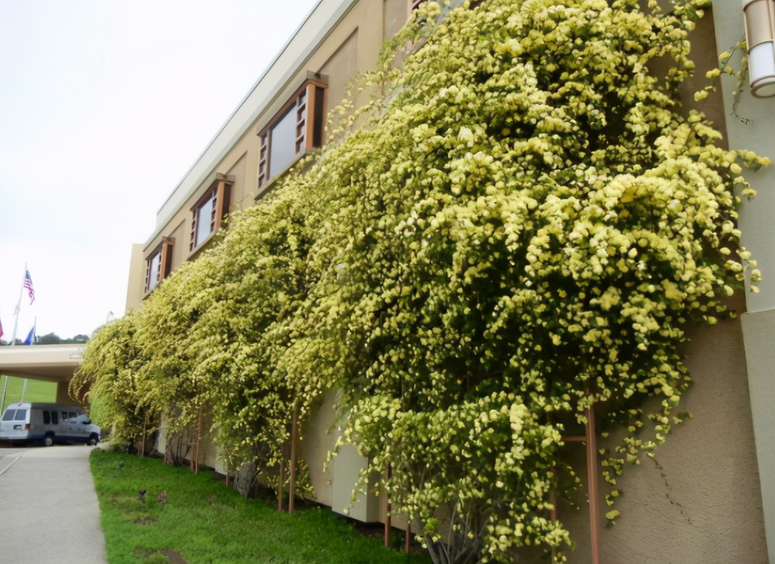 一面花墙种几个品种的藤本月季好,花墙种什么品种好