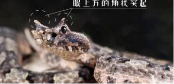 巨蟒蛇是不是世界上最大的巨蟒,巨蟒最长能达到500米