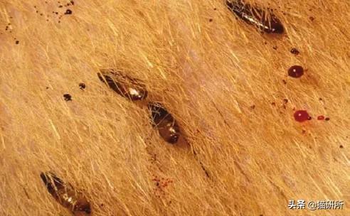 消灭跳蚤用什么药,消灭99.99%的跳蚤