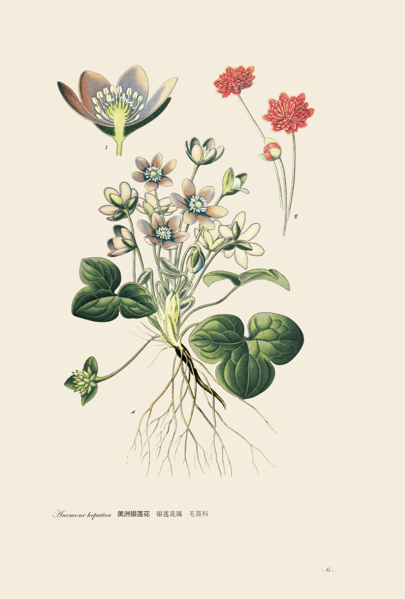 园艺花卉图谱这本书怎么样,中国花卉园艺