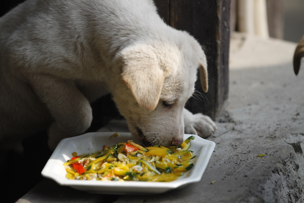 安昌县乌镇风景,安昌古镇离乌镇有多远