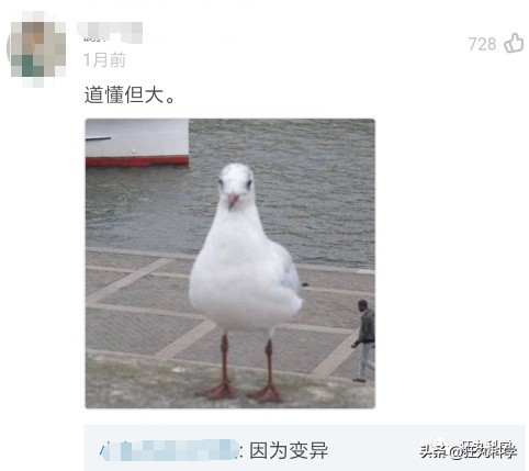 鸽子为什么这么大？懂数学的给出了答案