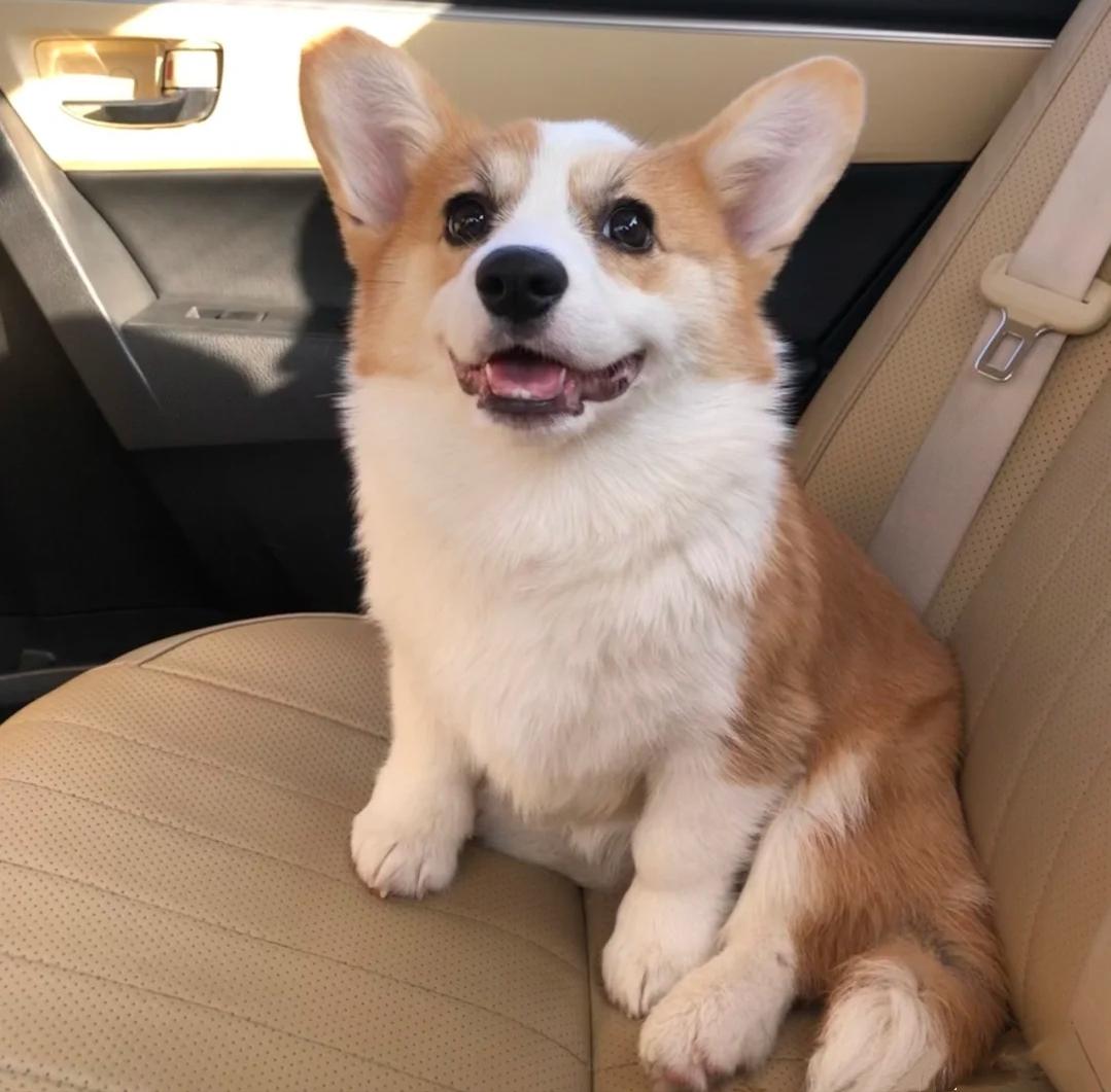 柯基养成大法居然要注意这些细节,柯基正确养成方法