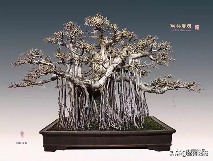 陈文图榕树欣赏,陈文图盆景