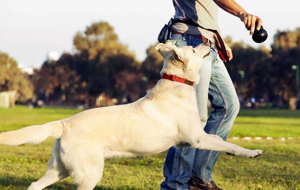如何训练狗狗四脚踩球,训练狗狗的六大注意事项