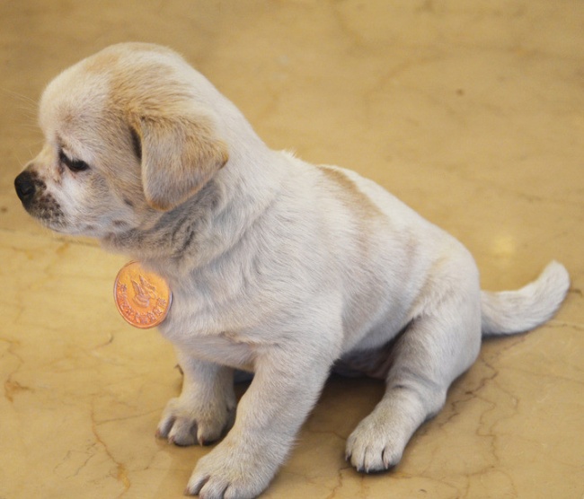幼犬得了犬瘟能医得活吗,幼犬得了犬瘟还有治疗的必要吗
