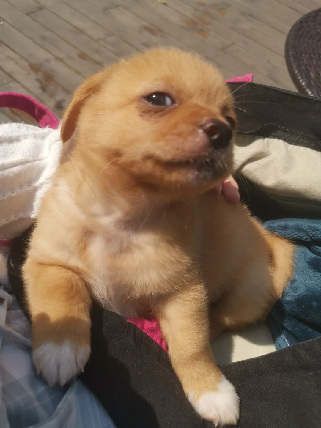 和宠物交流说什么,宠物谈恋爱怎么回事