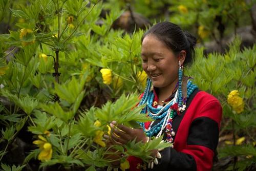 牡丹,熟悉而陌生——“花王”的前世今生,带你重新认识牡丹