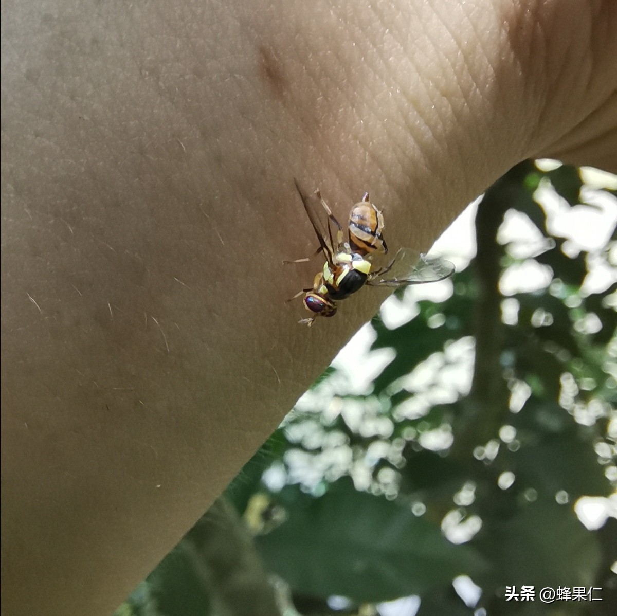 杨桃中的虫子,杨桃树上长虫子怎么办