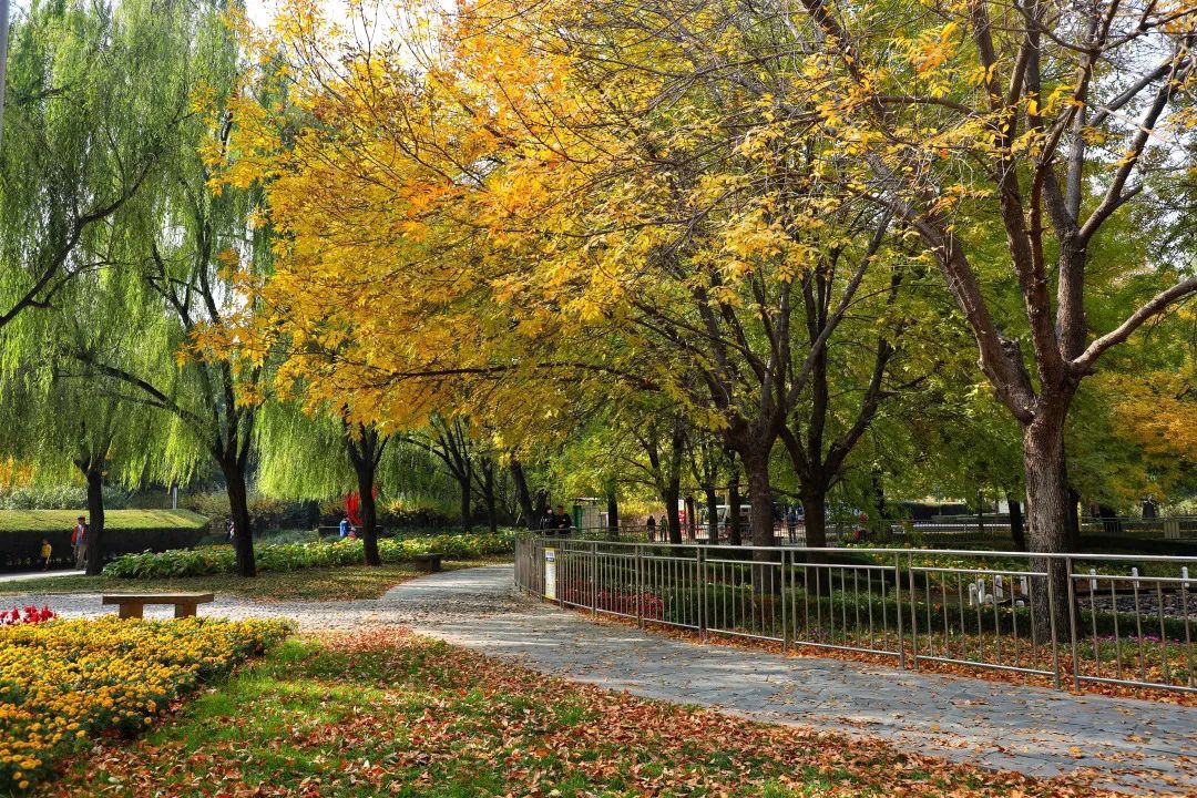 17处京城绝美银杏观赏点，看看有没有家门口的？