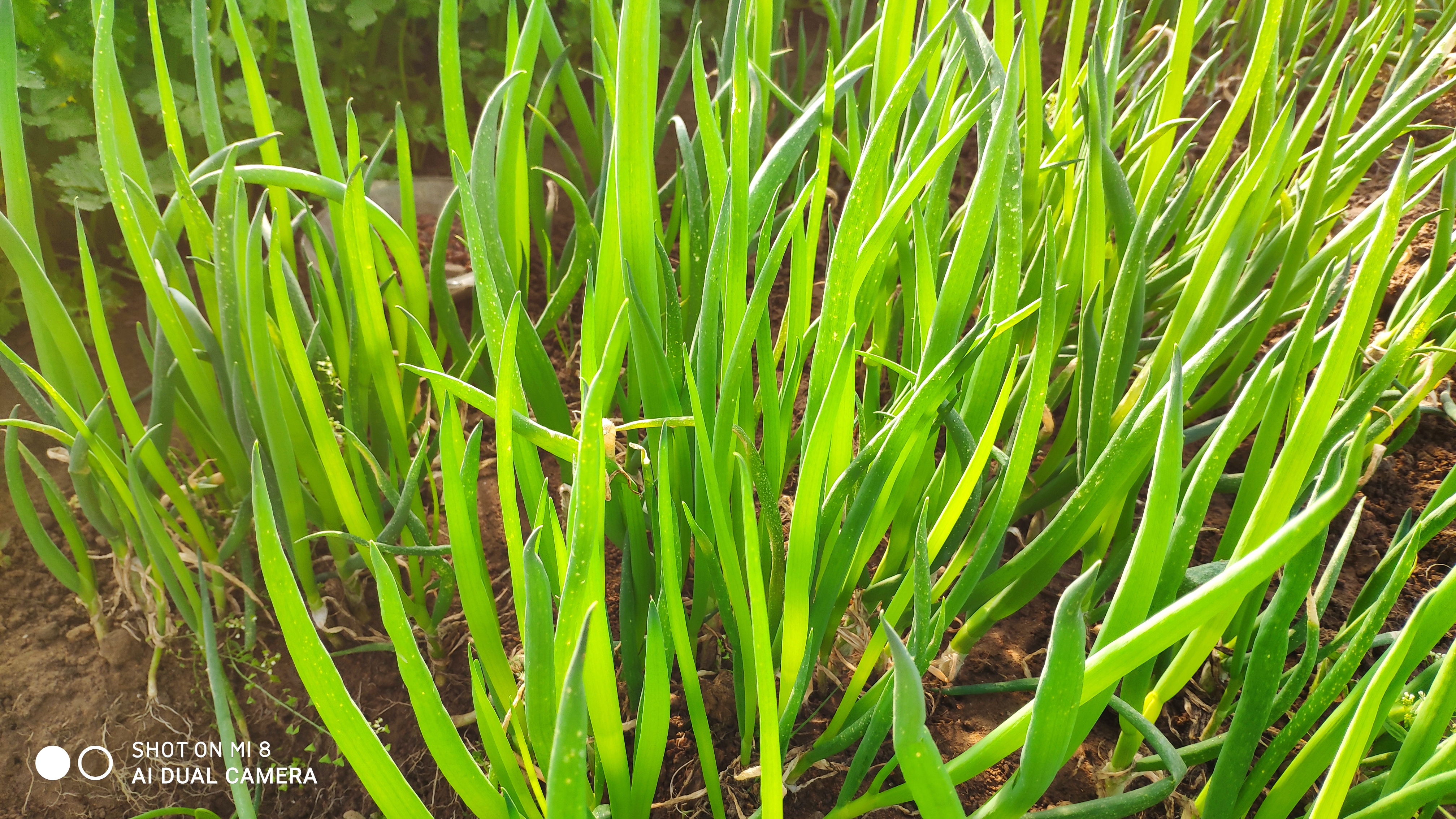 崂山水畔菜蔬鲜，黄石洞中书韵长
