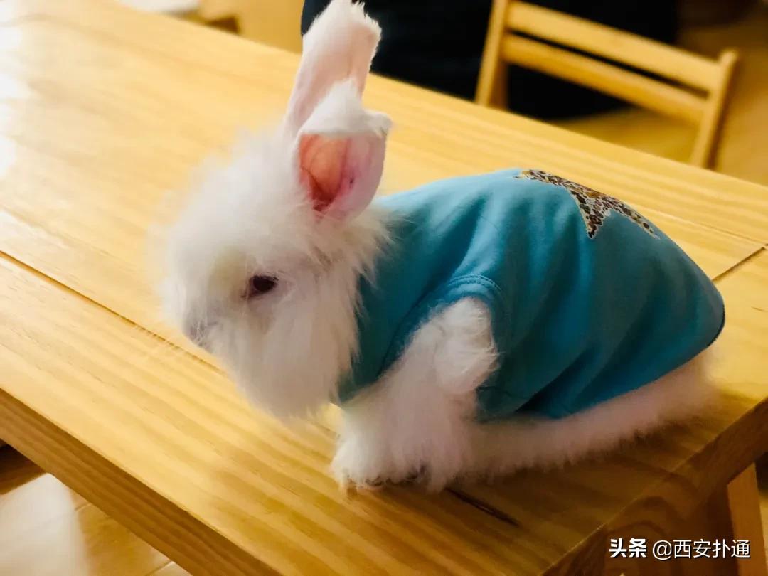 西安有哪些可以撸兔子的店,西安撸兔子的店