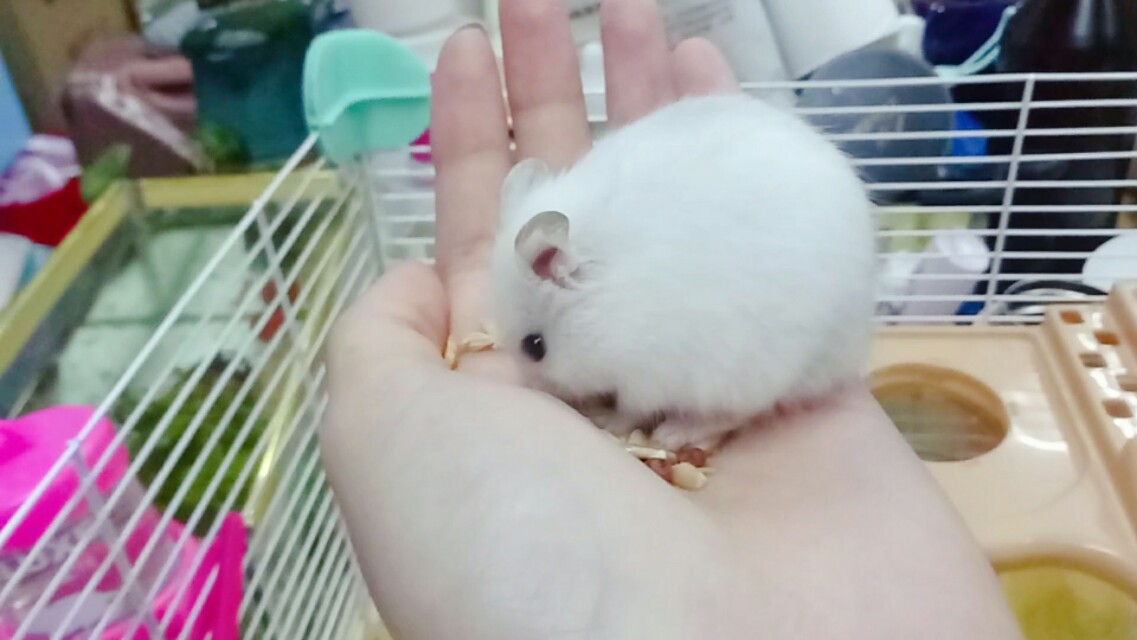 仓鼠饲养方法和注意事项,养仓鼠的注意事项20条必看指南