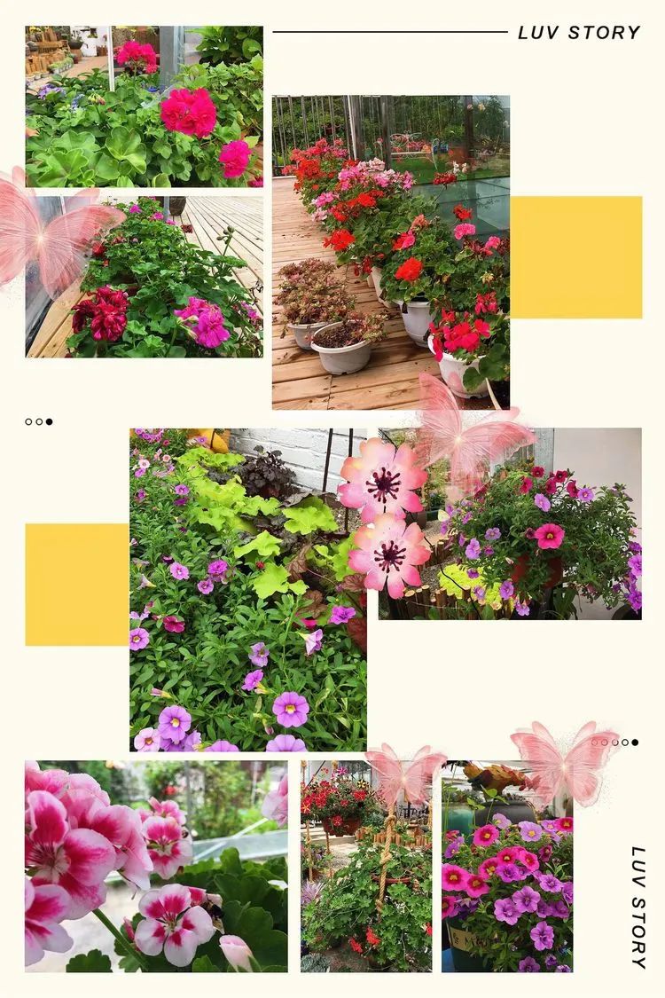 冬去春来，愿你无恙，疫情退去，养肉依旧！