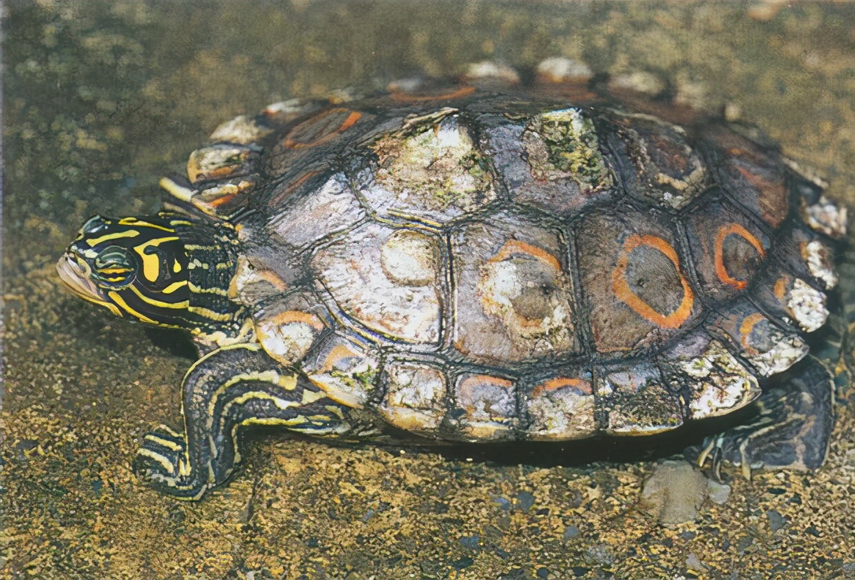 龟类大百科,大眼睛龟类