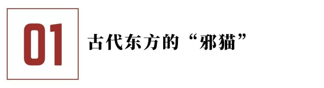 猫咪的迷惑行为历史版,可爱的猫咪黑历史