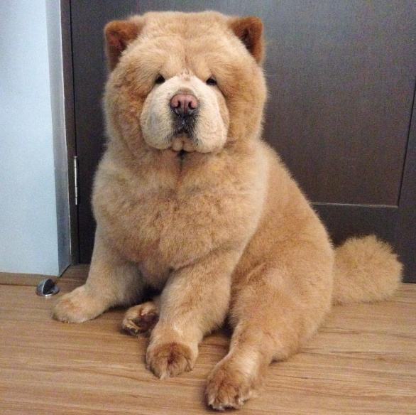 长毛长耳朵宠物狗是什么品种,有点像金毛的小型宠物狗品种