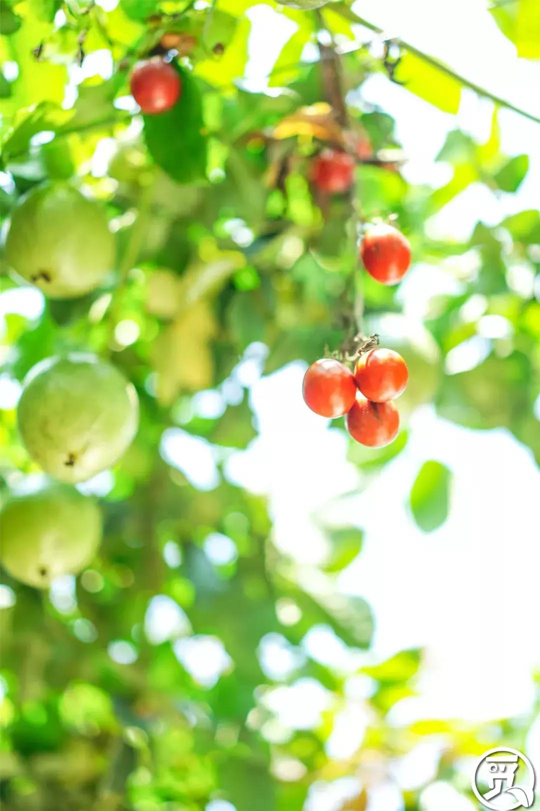 深圳「废弃染布厂」变废为宝，化身“湖畔花园”美若世外桃源！