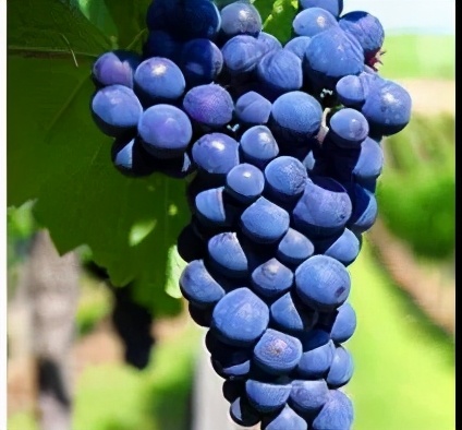 葡萄酒那些事连载三：决定葡萄酒风格的因素