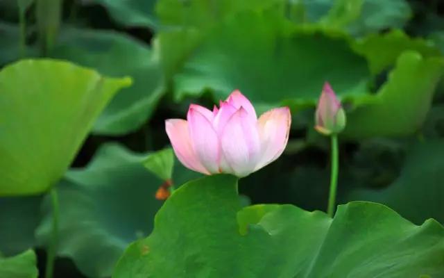 李子柒令人向往的世外桃源生活,李子柒记录的简单淳朴的田园生活