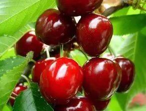 如何预防樱桃被冻,如何预防樱桃裂果