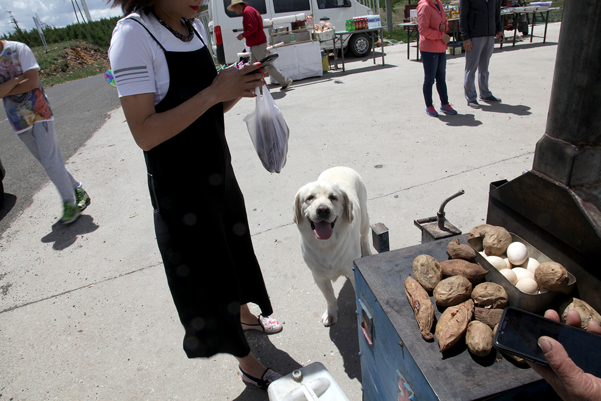 林林go视频,林林go自驾游