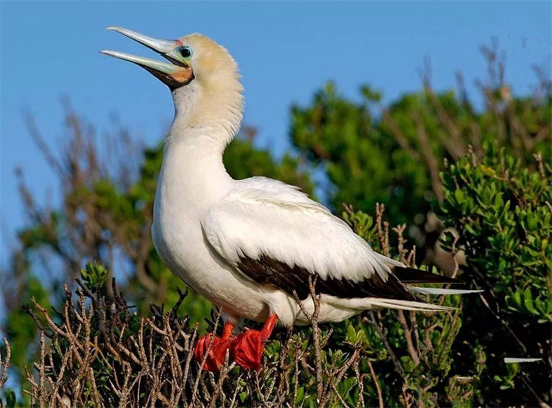 西沙群岛鸟有几种,西沙群岛上有哪些不常见的鸟