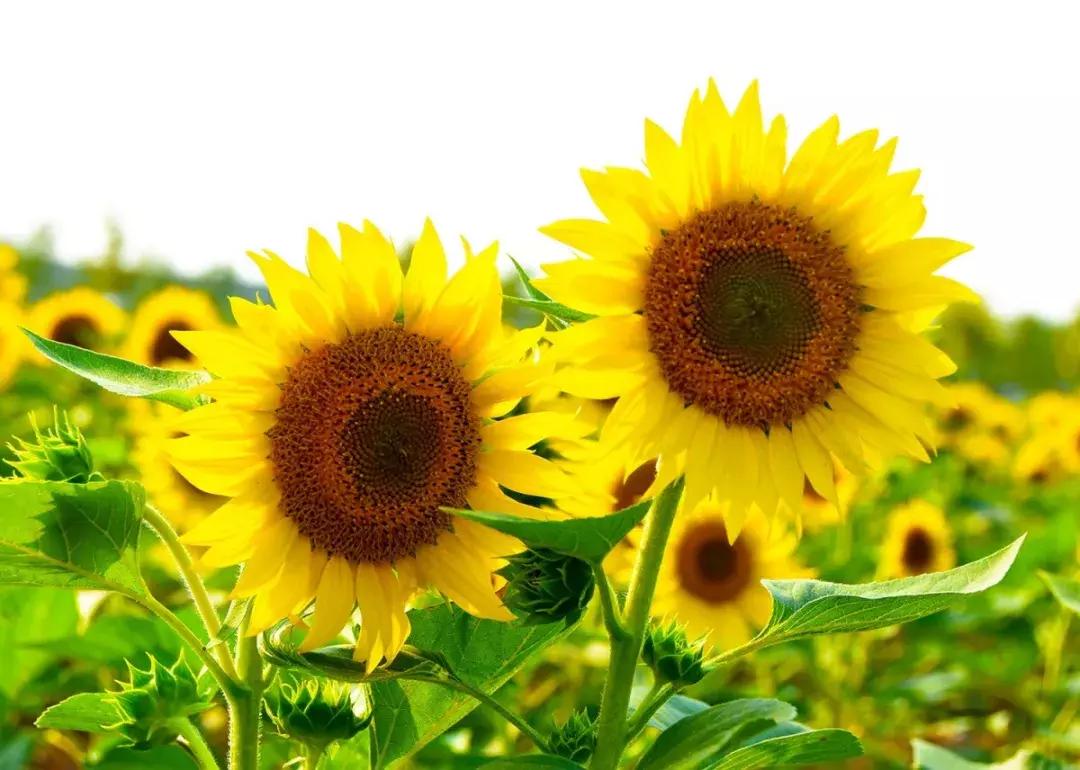 七彩花田向日葵视频,新向日葵花海视频