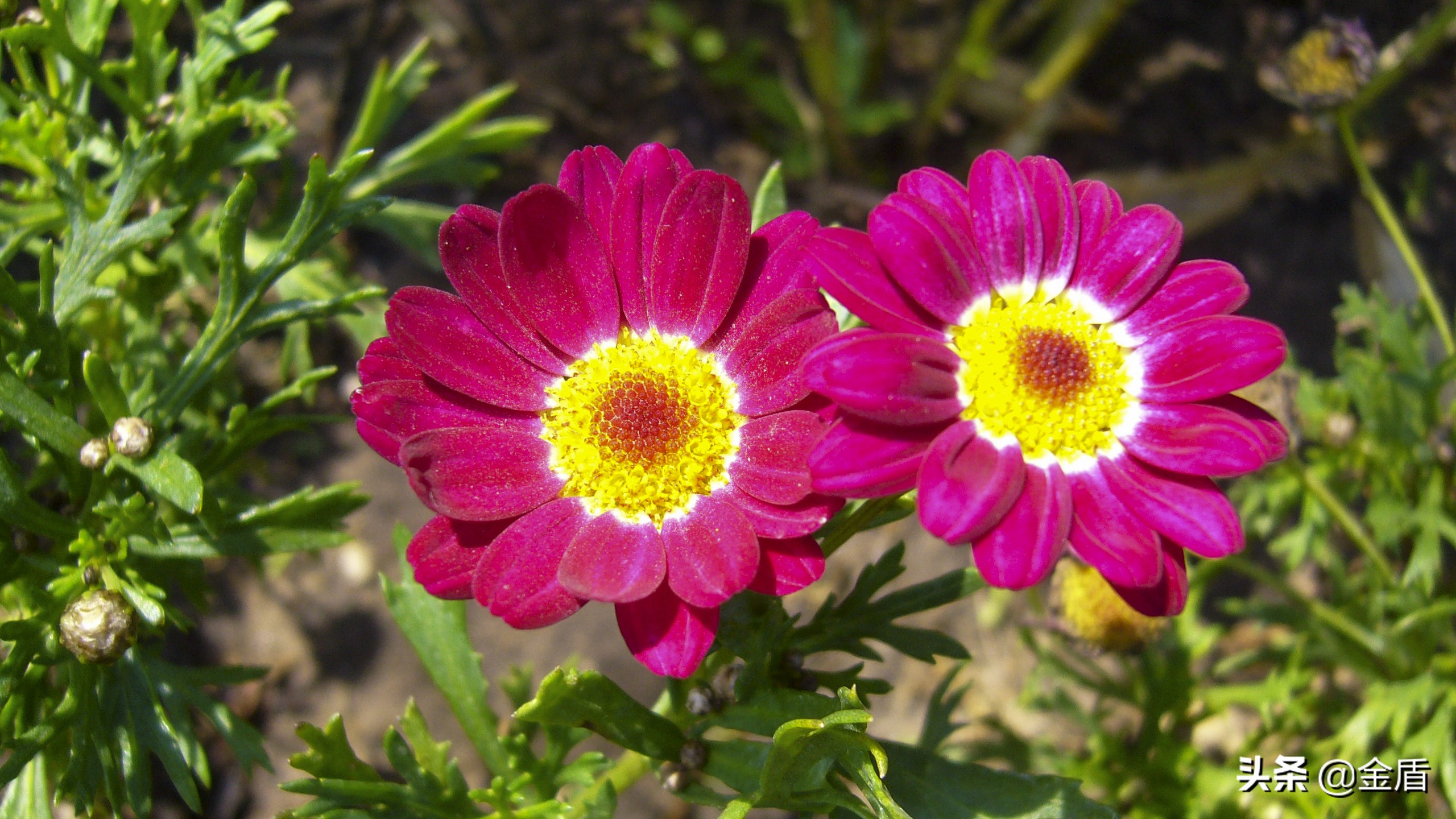 木茼蒿图文,五彩斑斓的观叶植物