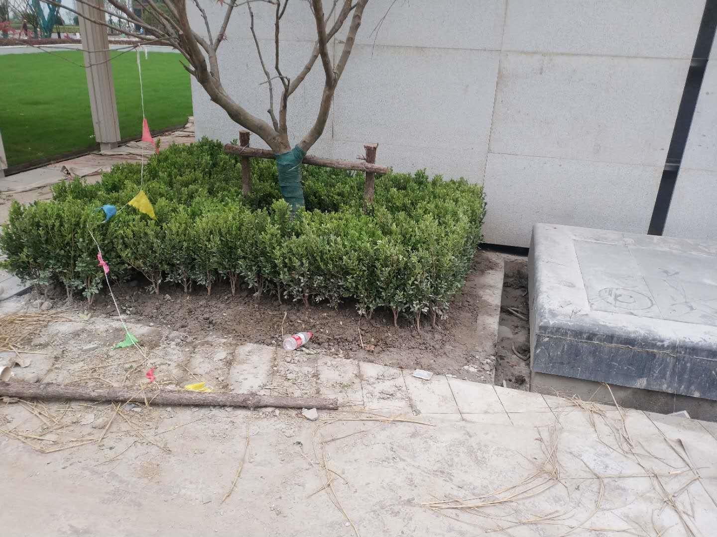 瓜子黄杨叶黄原因,瓜子黄杨叶片有斑点