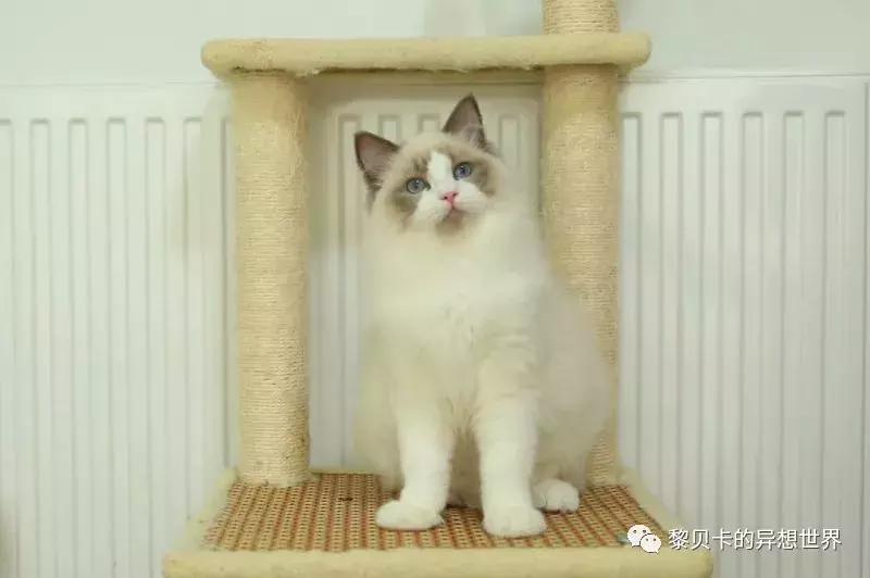 这些东西买的时候好肉痛,用的时候却觉得超值!