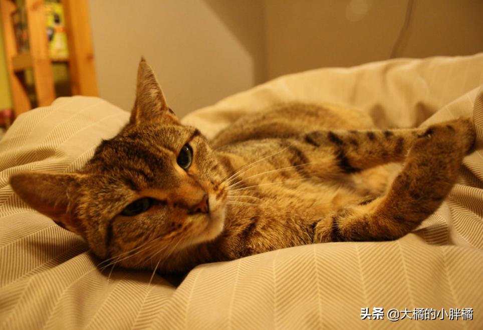 猫咪尿到棉被上怎么处理,棉被被猫咪尿了怎么清洗