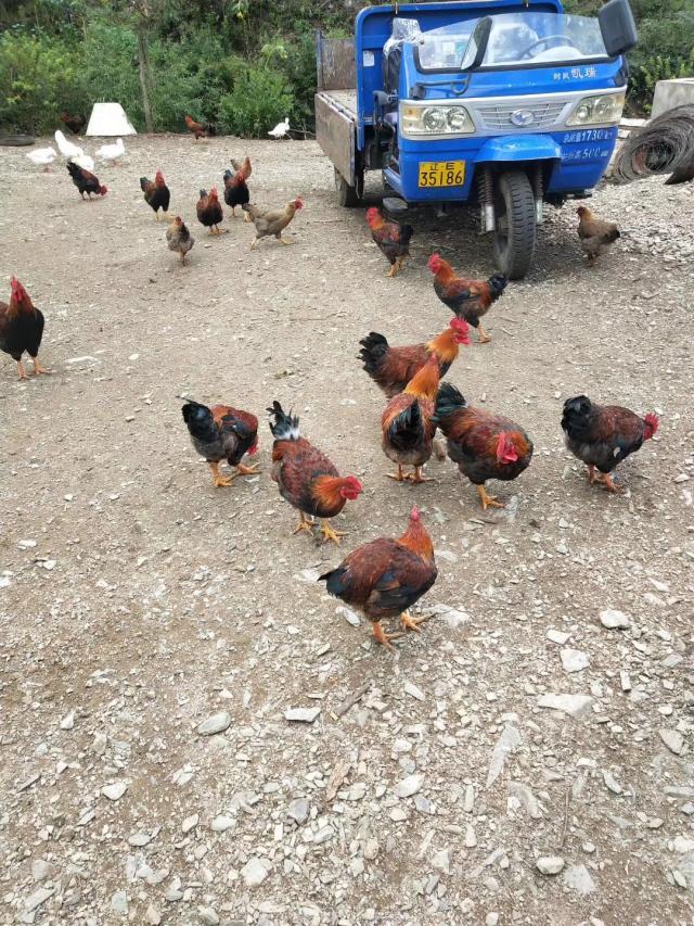 育雏期，鸡糊肛，死亡增多，可以用这个方法解决