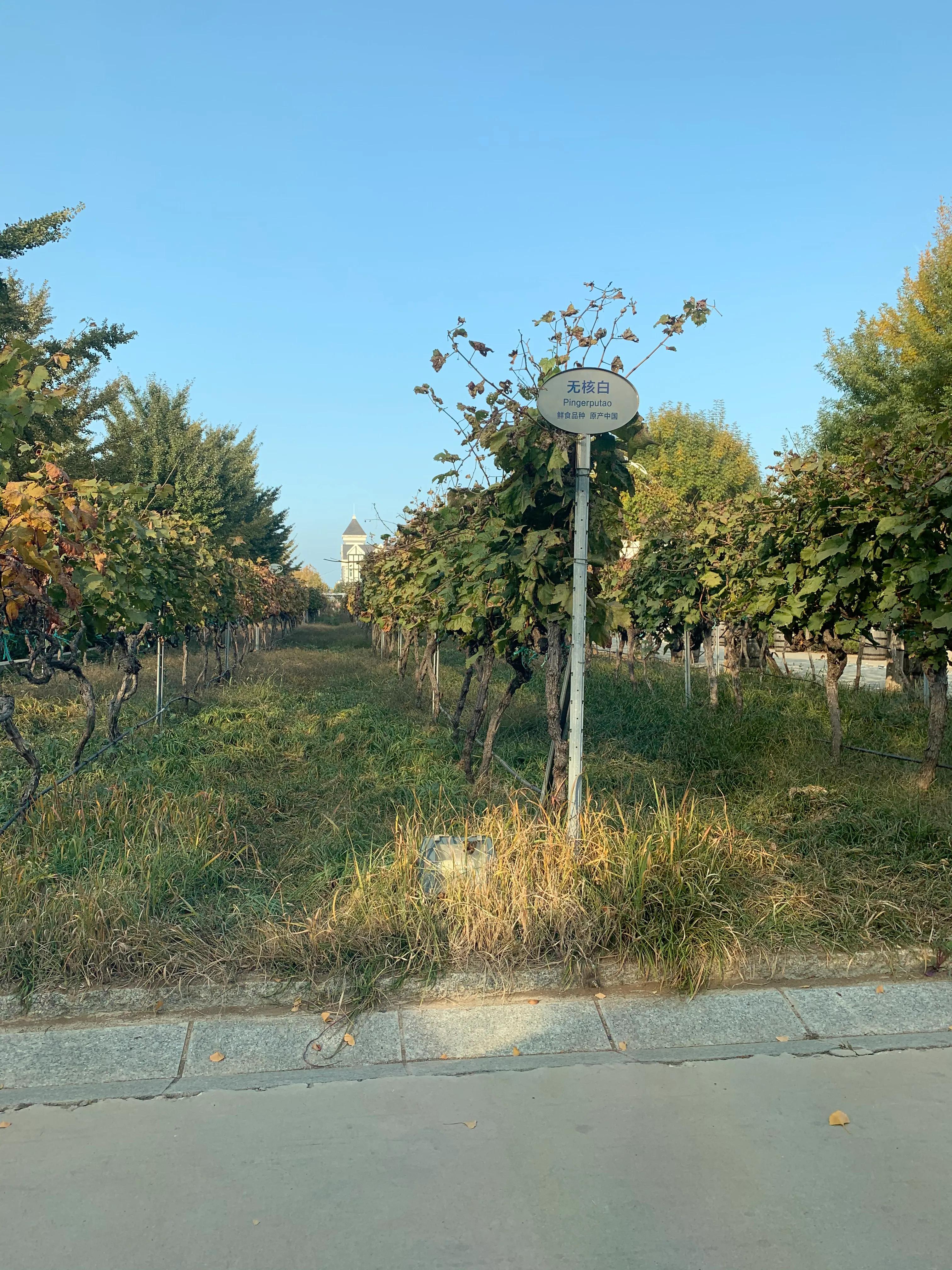 张裕卡斯特酒庄视频,卡斯特酒庄十月景色