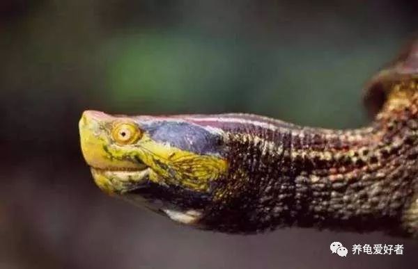 春节之前，给那些不养龟的朋友们科普一下