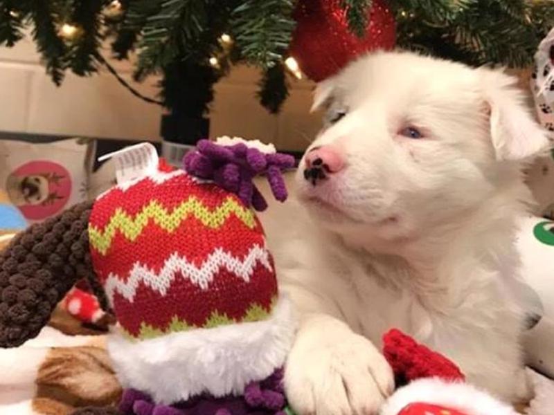 就要圣诞了！这只可怜狗却被装在满是石头的塑料袋，扔到小河里！