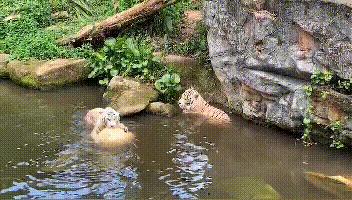 十一新加坡,新加坡5天4晚亲子游推荐哪家