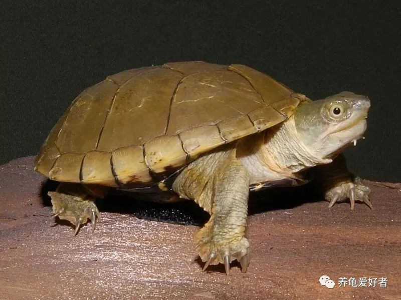 今年值得入手的蛋龟,蛋龟为什么受欢迎
