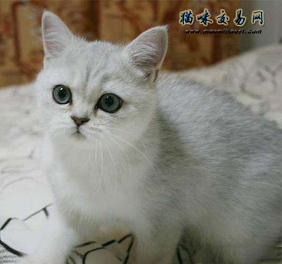 饲养英国短毛猫有什么注意事项,饲养英国短毛猫的注意事项