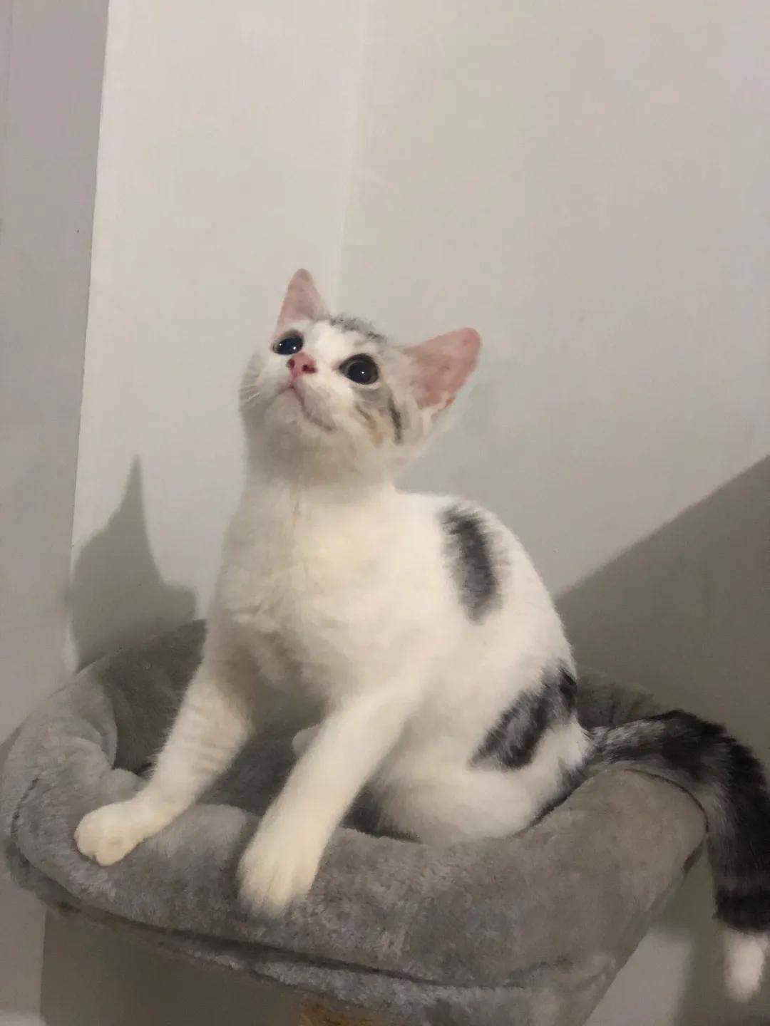 和宠物交流说什么,宠物谈恋爱怎么回事